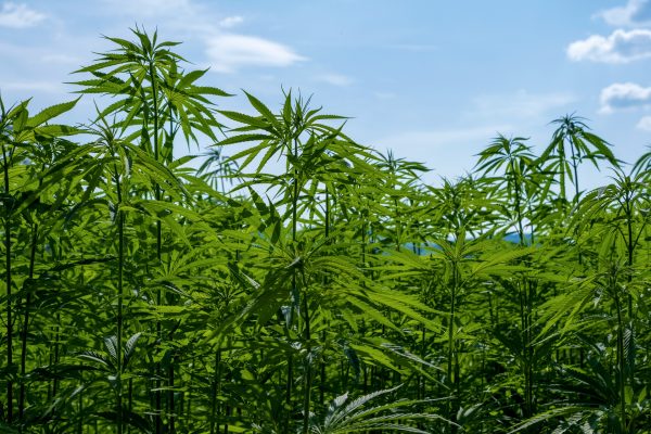 The 2026 CBD Boom: How to Use the MindCBD Directory to Find the Best Local CBD Shops and Trusted Global Brands