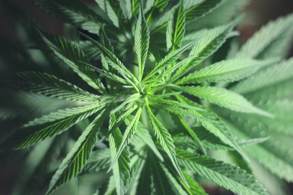 global CBD stores