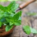 fresh mint leaves