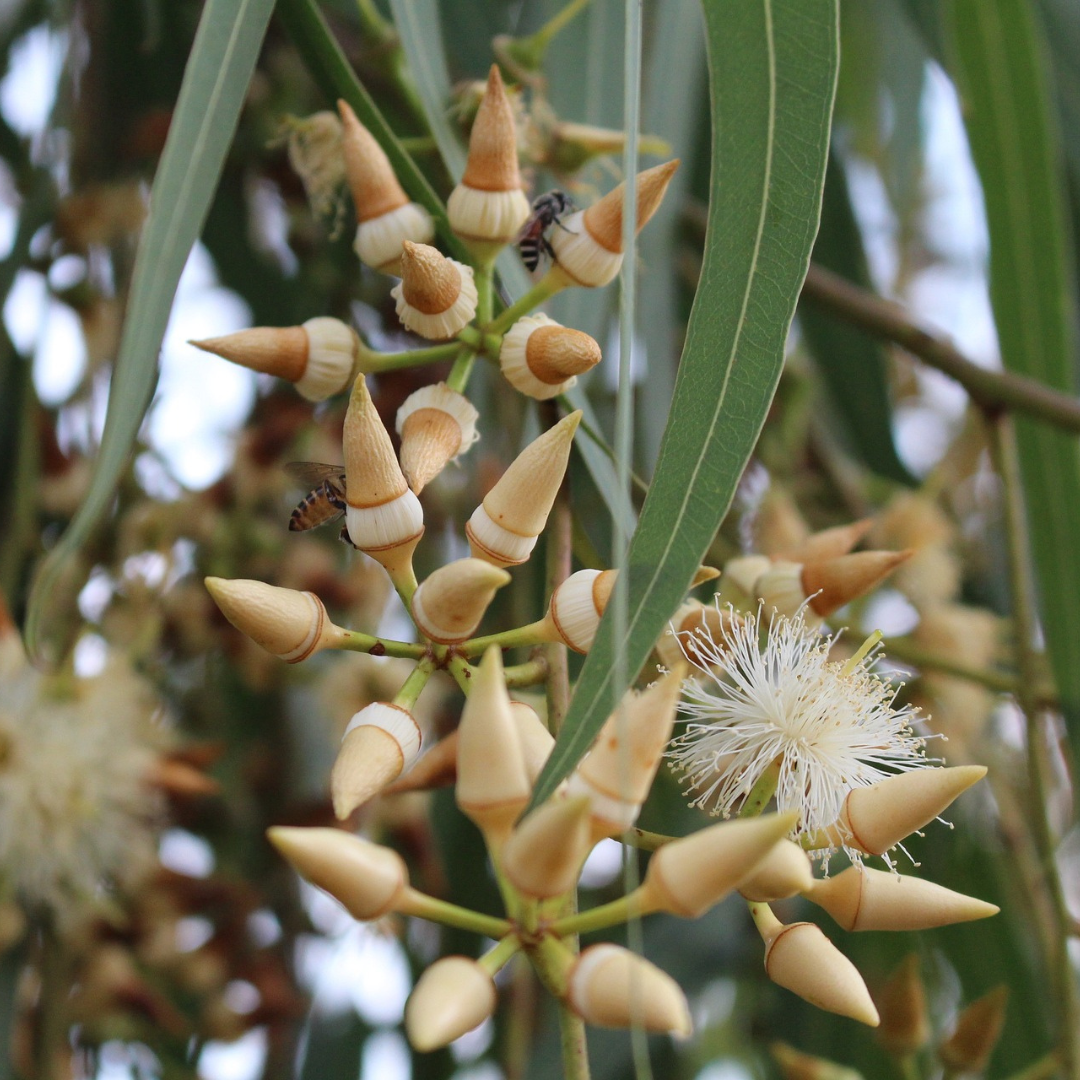 Eucalyptus essential oil