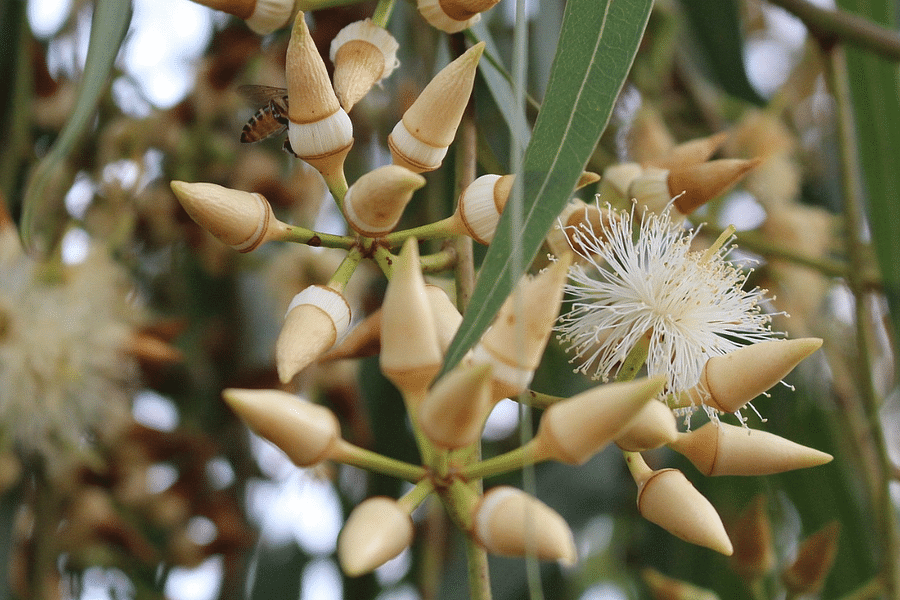 Eucalyptus essential oil