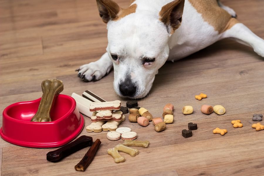 Holistapet CBD Dog Treats