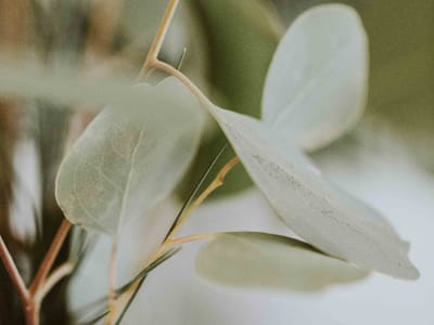 Delve into CBD Full Spectrum: Understanding Its Benefits and How to Use It