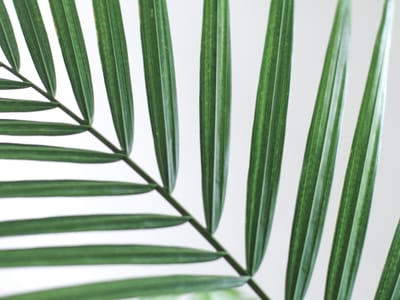 Demystifying CBD: How it Works and Its Impact on Health and Wellness