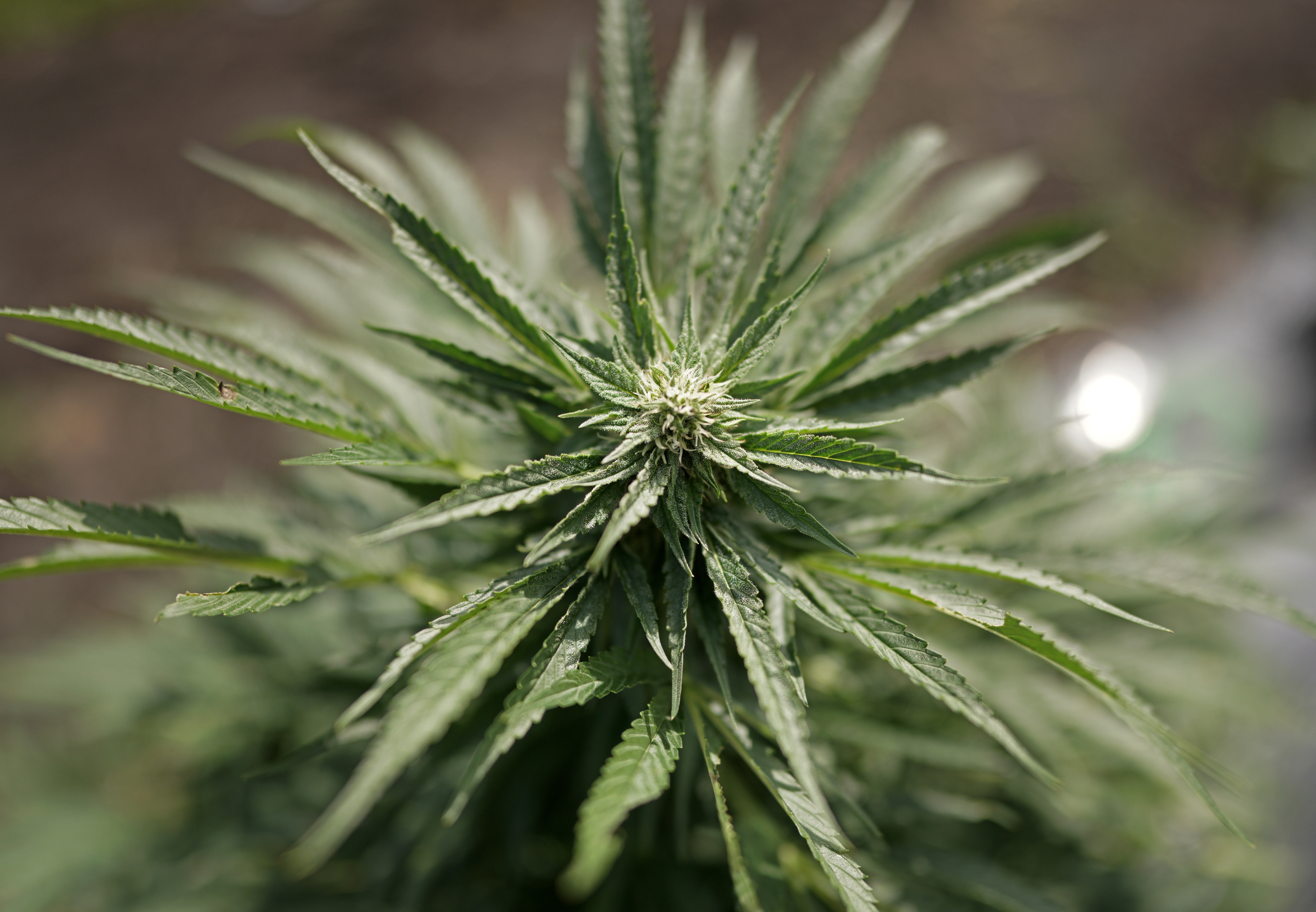 Residual solvents test CBD