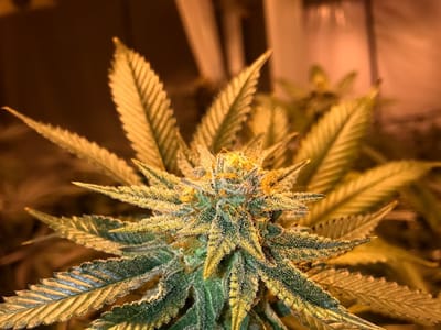 #Dispensary@Main Street Wellness LLC