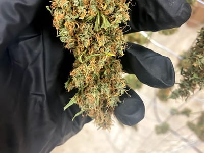 Alternative Solutions CBD Shop