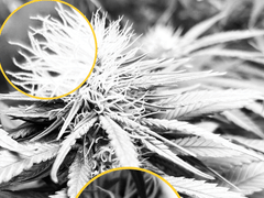 Alternative Solutions CBD Shop