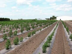 American Hemp Research - CBD & Hemp Shop