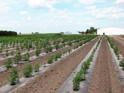 American Hemp Research - CBD & Hemp Shop