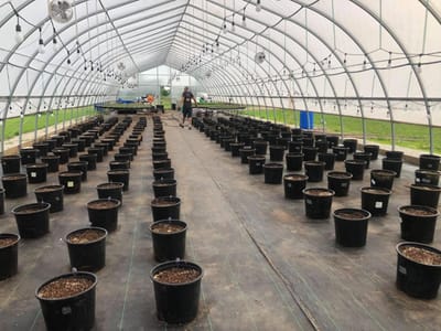 American Hemp Research - CBD & Hemp Shop