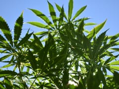 Ancient Green Farm Store