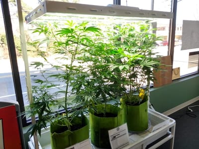 Apotheca - CBD & Hemp Market