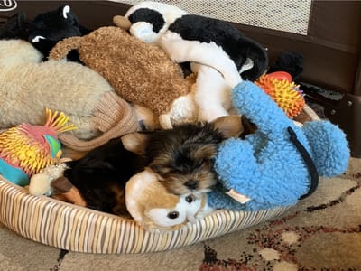 Bene Canna Company Inc