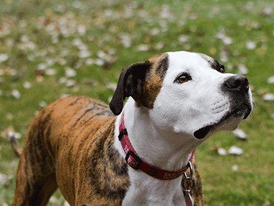 BetterU CBD Charlotte