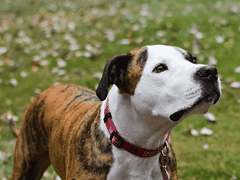 BetterU CBD Columbus