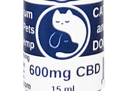 big green grasshopper