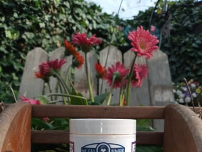 big green grasshopper