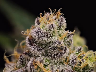 Big Island Grown - Hawaii Cannabis Dispensary