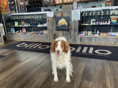 Billo Premium Cannabis