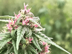 Black River Hemp Co.