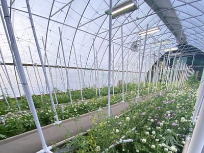 Blazen Cannabis LLC.