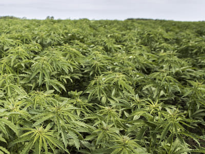 Bloodhound Hemp Farms, LLC