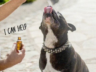 Bloodhound Hemp Farms, LLC