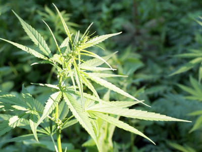 Bloodhound Hemp Farms, LLC