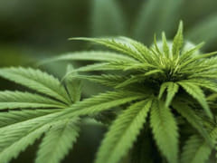 Bloodhound Hemp Farms, LLC