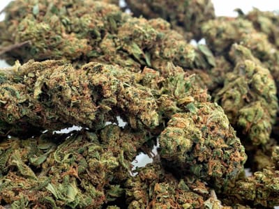 Botanical Rhapsody Organics