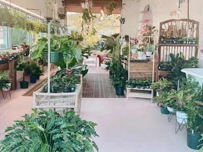 Cane Creek CBD dispensary