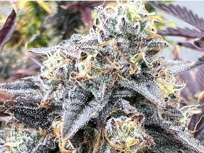 Canna Company- Deming Dispensary