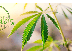 Cannabis Collective LLC