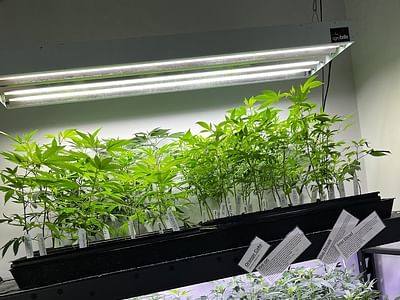 Cannabis Seed Bank Of Maine