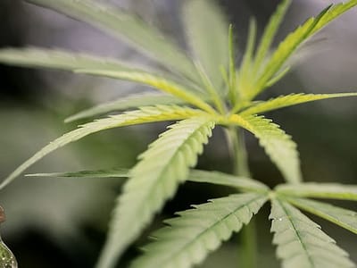 Cannabis With Love LLC