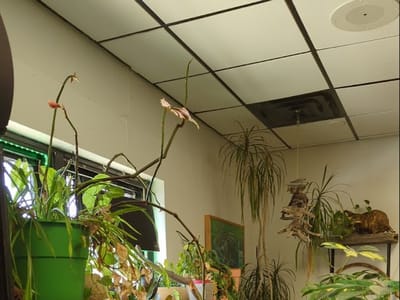 CBD American Shaman - Manhattan