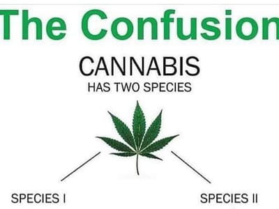 CBD American Shaman of West Valley City