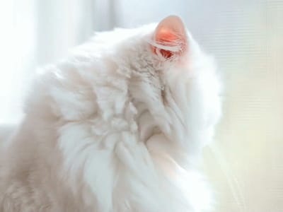 CBD American Shaman Omaha