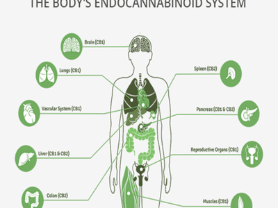 CBD American Shaman & THC Dispensary of Spring TX