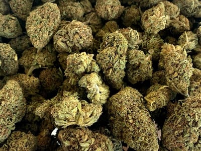 CBDDY CBD (wholesale only)