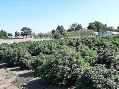 CBG Thunderbolt Farms LLC