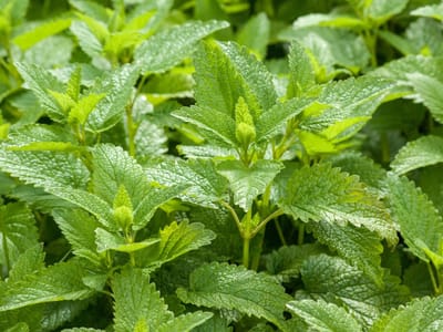 Cedar Bear Naturales