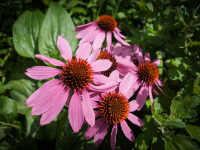 Cedar Bear Naturales