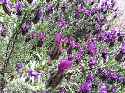 Cedar Bear Naturales