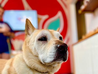 Celestial Stem | CBD & Wellness