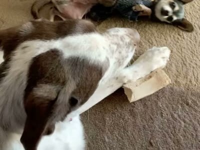 Conklin and Chemist Fine Oil Makers (CBD Store Mesa)