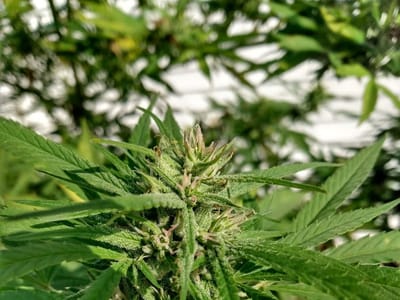 Copperas Creek Botanicals