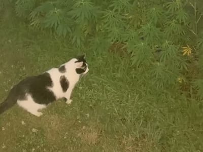 Copperas Creek Botanicals