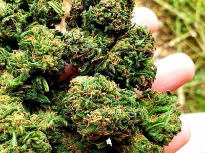 Coulee Cannabis Farm